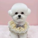 포일로 | 의왕 애견미용 몽드리안 미니비숑미용 후기