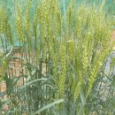 배씨농장 이미지