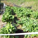 수청농장 이미지