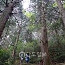 편백림 이미지