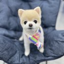 도그웨이살롱 이미지