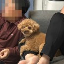 제주 한림 애월 애견동반 독채 에어비앤비 후기 ( 부모님 애견동반 타운하우스 )