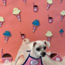 깔꼼 애견미용실 이미지