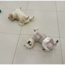 일산애견호텔 애견유치원 맘바이 일산점 이미지