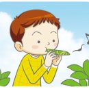 풀피리(草笛) 이미지
