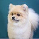 차차펫살롱 이미지