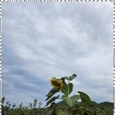 느린 오후가 있는 집 이미지