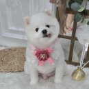 뭉치, 그루밍 이미지