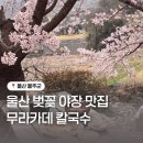 개화칼국수 | 울산 무라카데칼국수 울산 벚꽃 야장 명소 맛집 내돈내산 후기