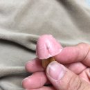 치킨플러스 심곡점 | 부천 심곡점 치킨 플러스 치킨 대전 메뉴 아빠의 제주 깜슐랭 (솔직후기)