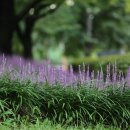 보랏빛향기 이미지