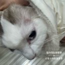 힐스타동물병원 | 성남동물병원/ 고양이 귓병/ 고양이 귀염증/ 고양이 귀지/ 힐스타동물병원
