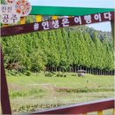 웅진동 고마열차 주행로 | 공주 가볼 만한 곳 정안천 생태공원 메타세콰이어길 무령왕릉 고마나루 공주여행 코스 (ft. 미션투어 안내)