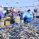 겨울바다 양미리 풍어…축제 기운 ‘솔솔’ 이미지