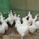 초록농장 이미지