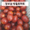 장보남 | 장보남 방울토마토 내돈내산 후기 (다이어트 건강 간식)