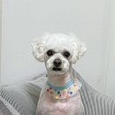 털빨샵 이미지