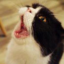 언제나고양이 이미지