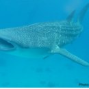 고래세상 이미지