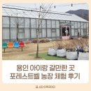 제2일화농장 | 용인 포레스트벨 아이랑 딸기체험농장 세 번째 방문 후기