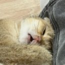 낭만고양이 이미지