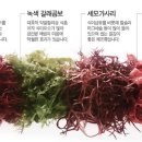 씨그린 이미지