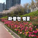 정관노인복지관 | [부산]숨은 벚꽃명소 정관 좌광천+튤립 현황