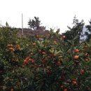 지삿개풍경 이미지