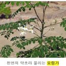 모링가(Moringa) 드럼스[drumstic] 이미지