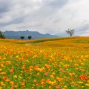 꽃 음악회 이미지