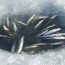 고바우낚시 네이버블로그