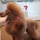 강아지song 이미지