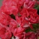 더숲엔젤 이미지