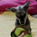 부산펫(주) 이미지