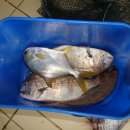 금이 낚시터 이미지