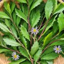 쑥부쟁이 이미지