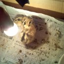 우리집토종닭 이미지