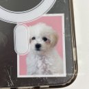 댕댕이냥 이미지