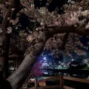 이마트24 온천벚꽃점