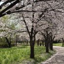 야생화가요광장 | 인천 강아지산책 추천 드림파크 야생화단지 4월16일 벚꽃엔딩