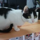 쪼쪼애견 이미지