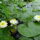 지란지교 를 꿈꾸며 (유안진) 이미지