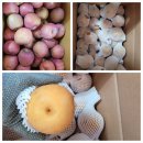 해남 중간 절임배추 황금중간 절임배추 주문받습니다 이미지