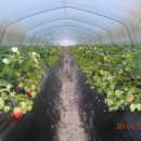 한솔이네농장 이미지