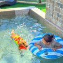 모든힐펜션 | 홍천애견동반펜션, 강아지가 먼저 반한 숲속 여행지 ‘반스힐리조트’ 후기