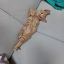 쪼꼬미 이미지