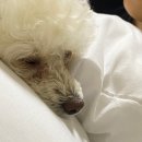 동해의아침펜션 | 강원 동해 한옥펜션 추천｜백년한옥별채 반려견동반 감성숙소 가족여행 후기