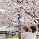 광명철산우체국 | 🌸 안양천 벚꽃 현재 상태 🌸 어제 다녀온 실시간 후기