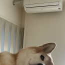 정빵