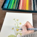 보타니컬아트(초급) 이미지